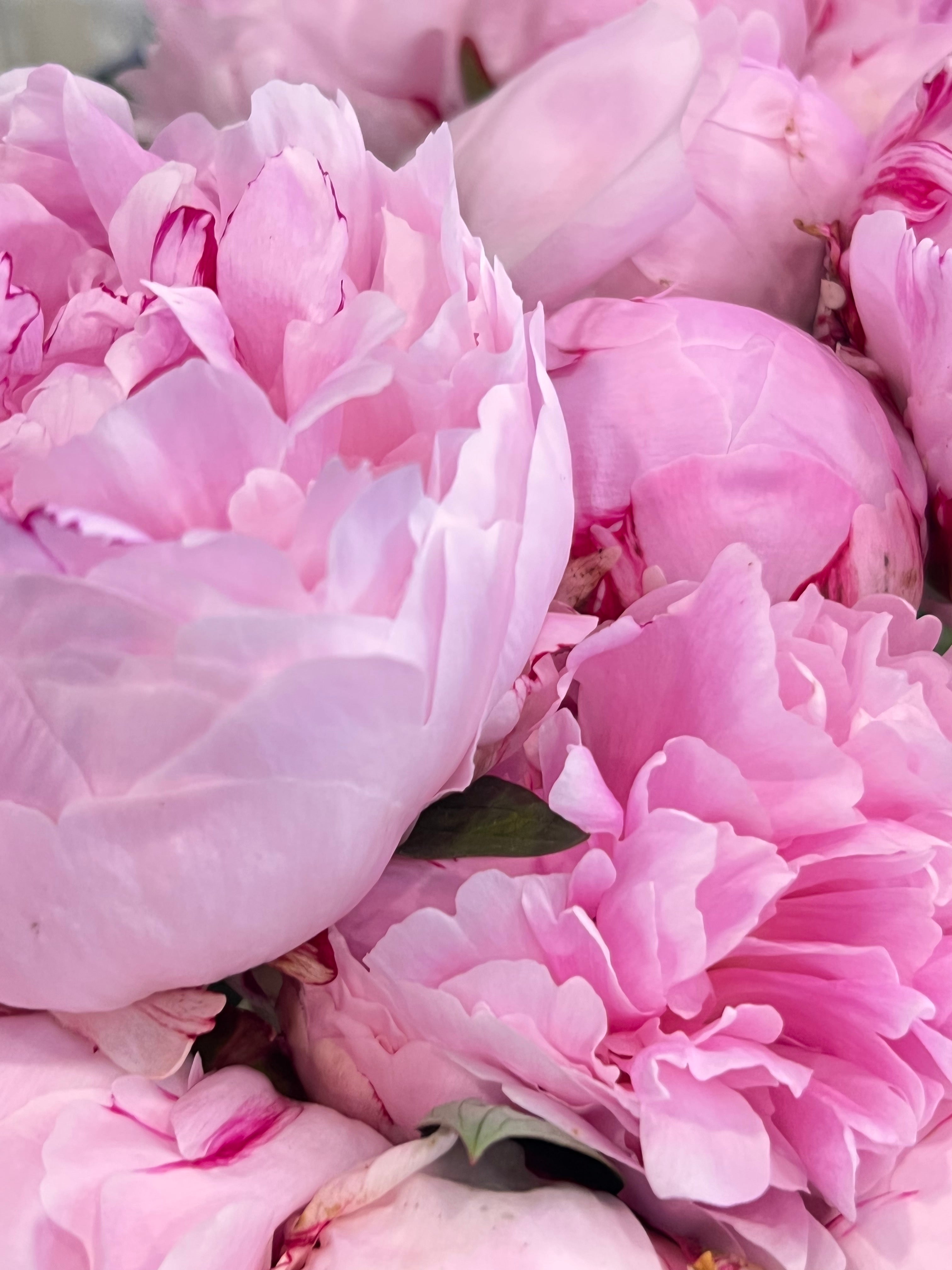 Pink Peonies 